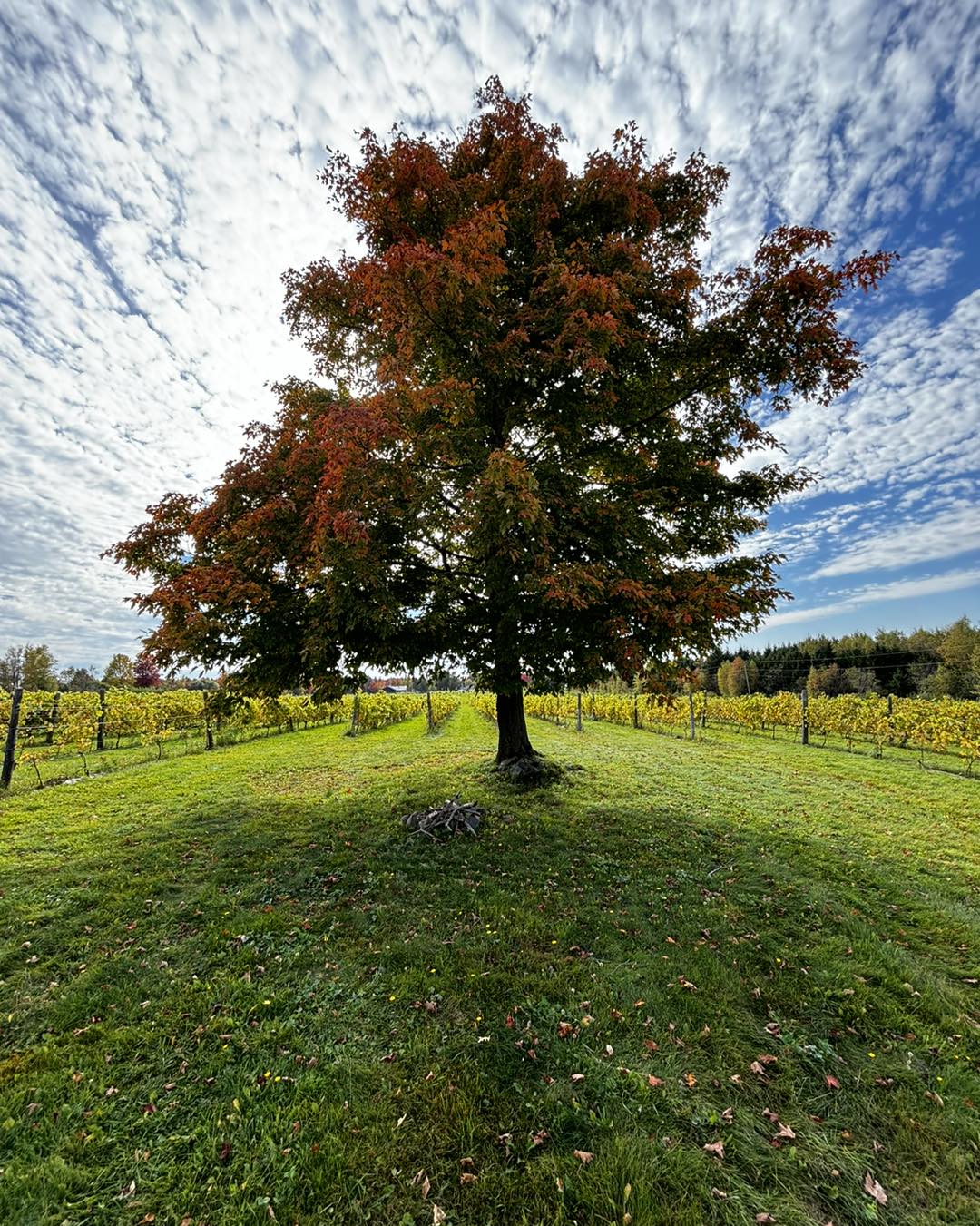 erab-vignoble